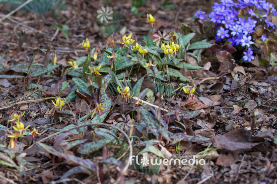 Erythronium umbilicatum - Dimpled trout-lily (107465)