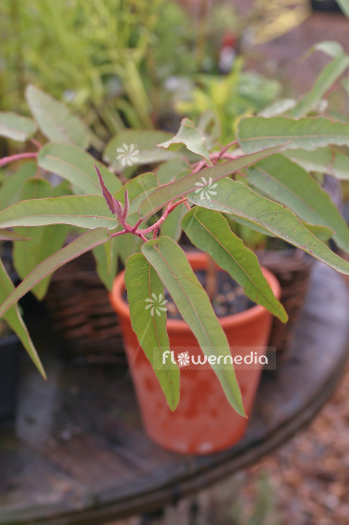 Eucalyptus citriodora - Lemon eucalyptus (100890)