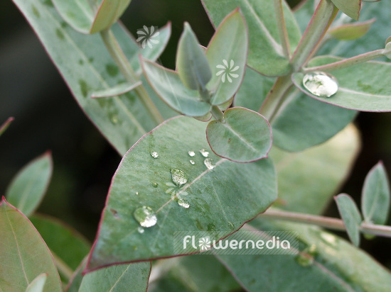 Eucalyptus globulus - Eucalyptus tree (107673)