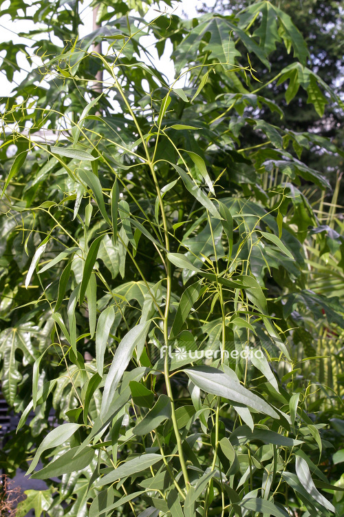Eucalyptus gracilis - Yorrel white mallee (103340)