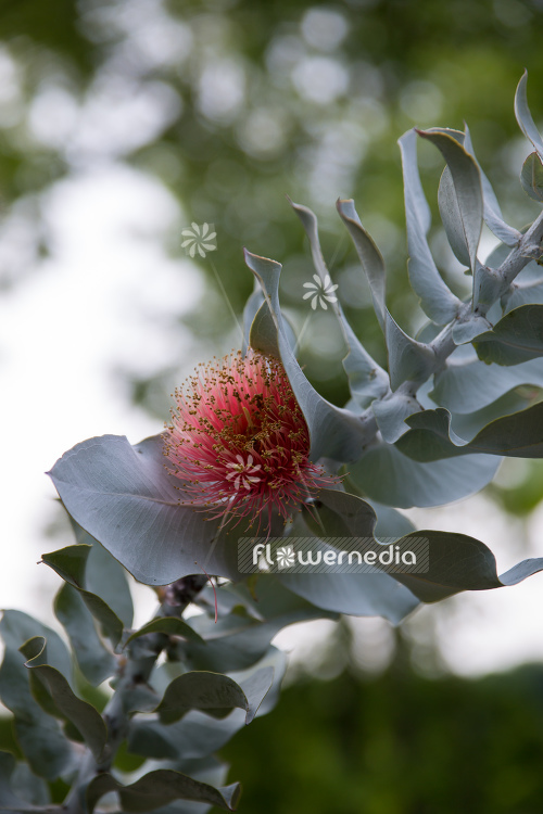 Eucalyptus macrocarpa - Mottlecah (107774)