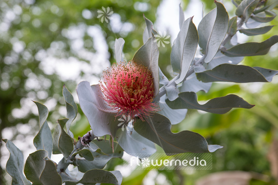 Eucalyptus macrocarpa - Mottlecah (107775)