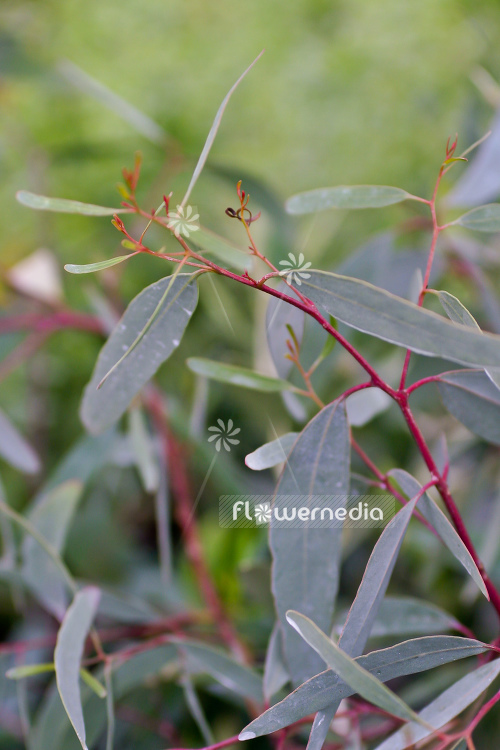 Eucalyptus mellifera - Honey eucalyptus (107777)