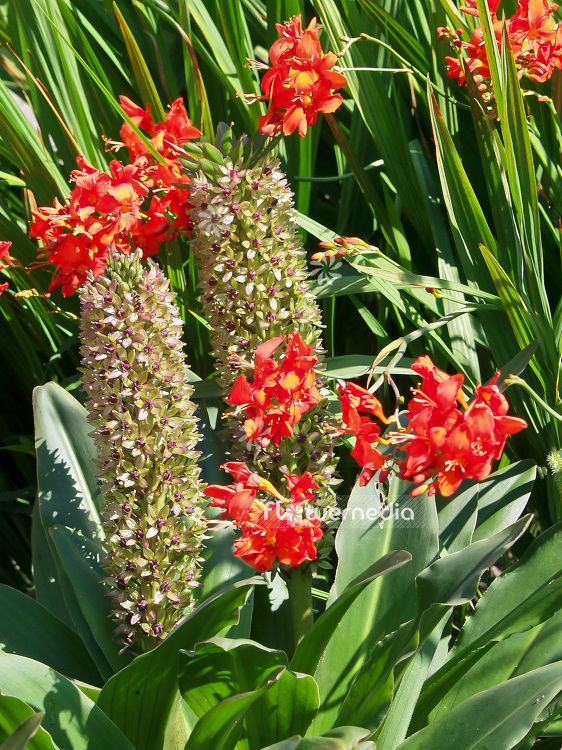 Eucomis comosa - Pineapple flower (100894)