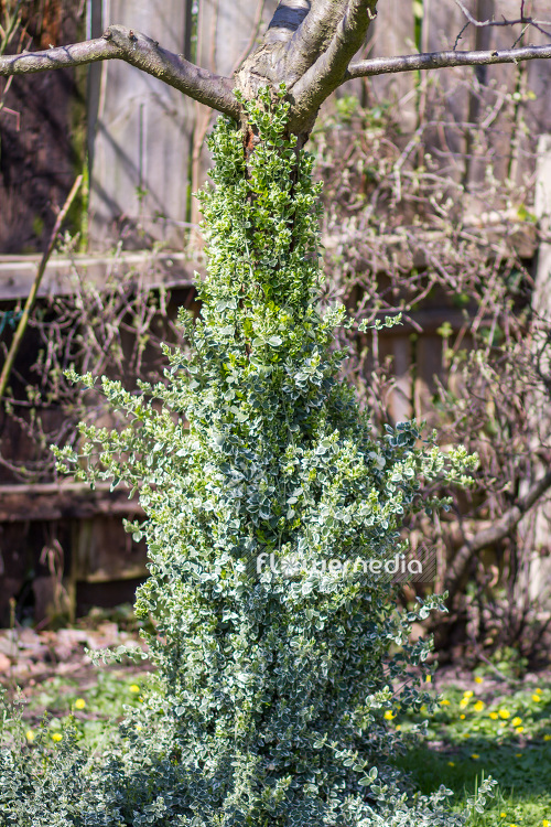 Euonymus fortunei 'Emerald Gaiety' - Winter creeper (103343)
