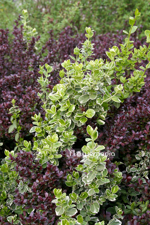 Euonymus fortunei 'Emerald Gaiety' - Winter creeper (110110)