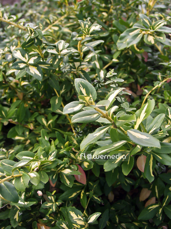 Euonymus fortunei 'Interbolwii' - Winter creeper (100899)