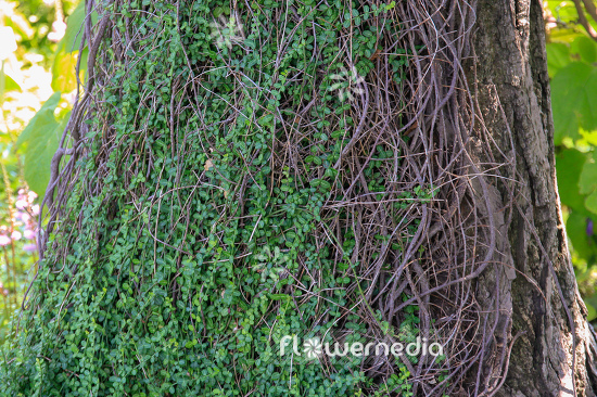 Euonymus fortunei 'Minimus' - Winter creeper (110112)