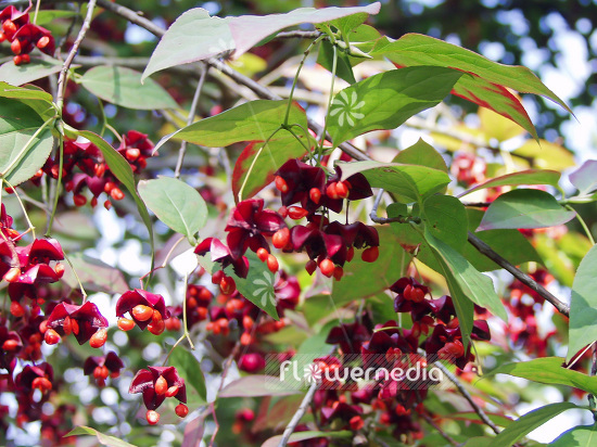 Euonymus planipes - Dingle-dangle tree (109676)