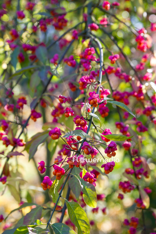Euonymus planipes - Dingle-dangle tree (110511)
