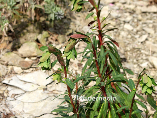Euphorbia amygdaloides - Wood spurge (100907)