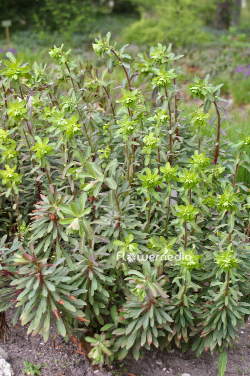 Euphorbia amygdaloides - Wood spurge (110127)