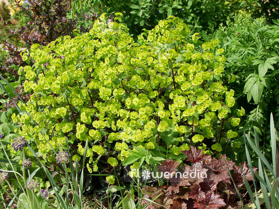 Euphorbia amygdaloides 'Purpurea' - Purple-leaved wood spurge (109677)