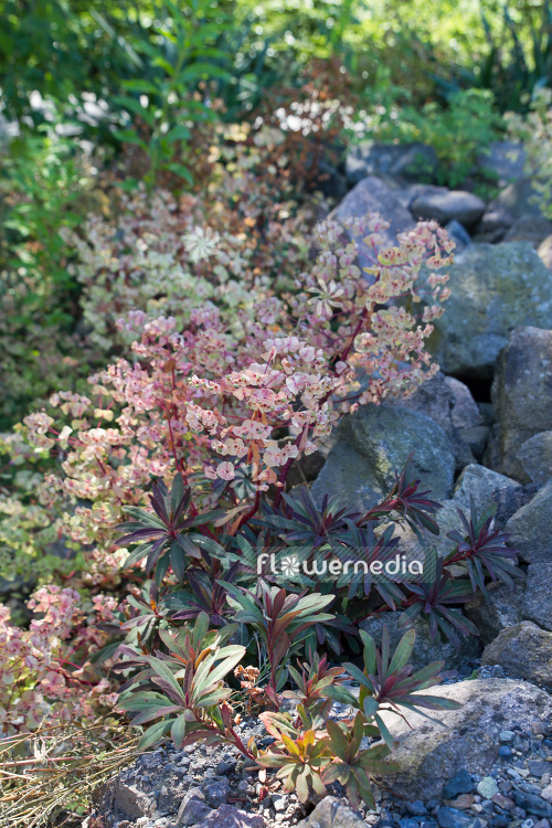 Euphorbia amygdaloides 'Purpurea' - Purple-leaved wood spurge (110129)