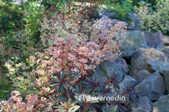 Euphorbia amygdaloides 'Purpurea' - Purple-leaved wood spurge (110130)