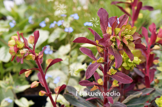 Euphorbia amygdaloides 'Rubra' - Wood spurge (103352)