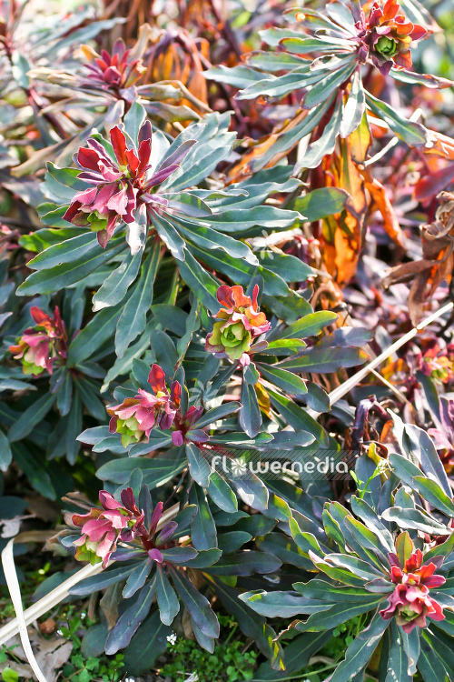 Euphorbia amygdaloides 'Rubra' - Wood spurge (110518)