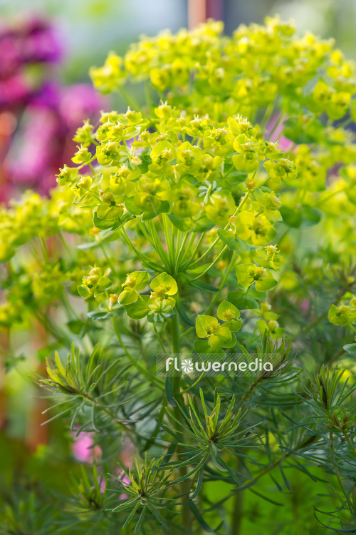 Euphorbia cyparissias - Cypress spurge (110522)