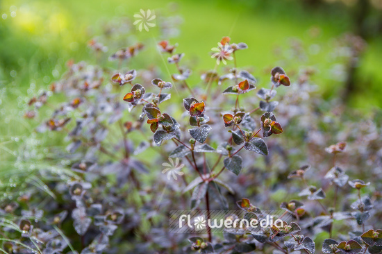 Euphorbia dulcis 'Chamaeleon' - Sweet spurge (110523)