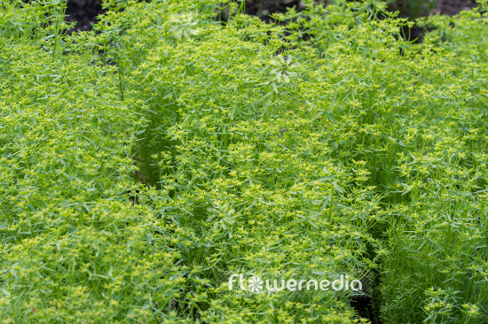 Euphorbia exigua - Spurge (110204)