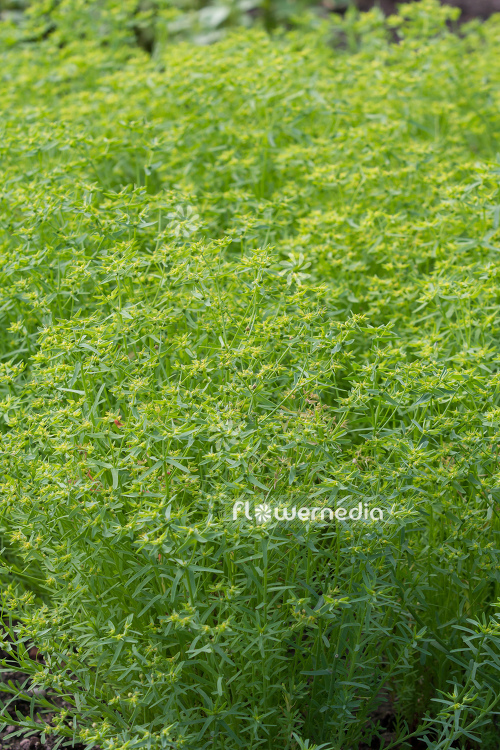 Euphorbia exigua - Spurge (110205)