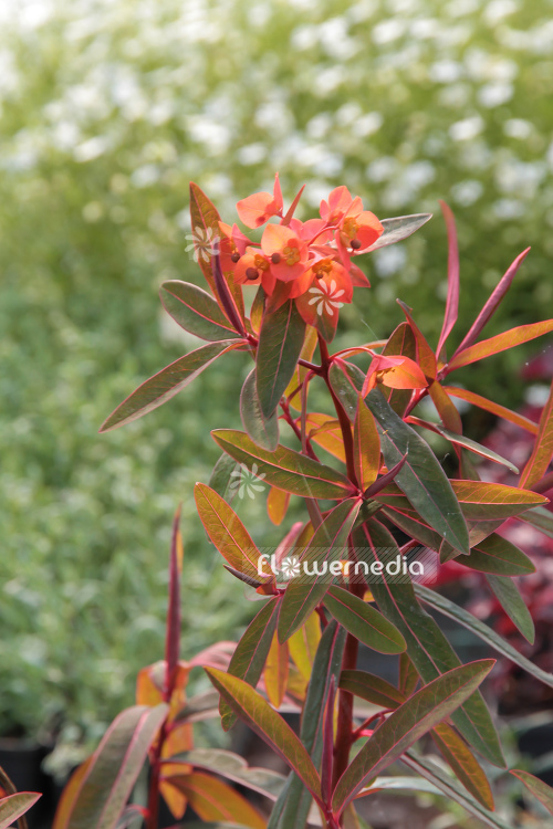 Euphorbia griffithii 'Fireglow' - Himalayan spurge (110145)