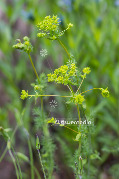 Euphorbia lathyris - Caper bush (110151)