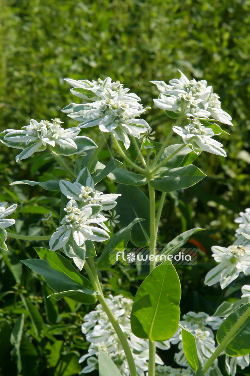 Euphorbia marginata - Snow in summer (110155)