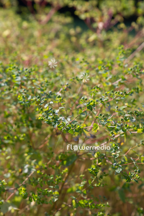Euphorbia platyphyllos - Broad-leaved spurge (110182)