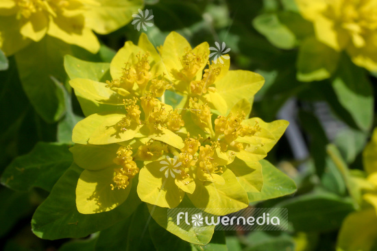 Euphorbia polychroma - Cushion spurge (110080)