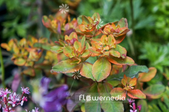 Euphorbia polychroma 'Purpurea' - Cushion spurge (110183)