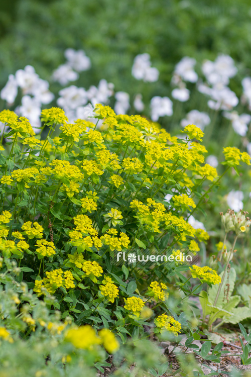 Euphorbia verrucosa - Wart spurge (110188)