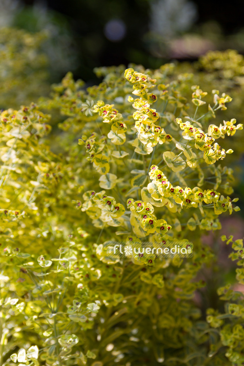 Euphorbia x martini 'Ascot Rainbow' - Martin's spurge (110194)