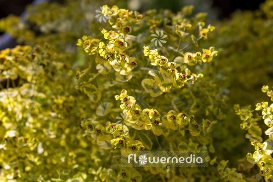 Euphorbia x martini 'Ascot Rainbow' - Martin's spurge (110197)