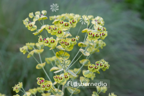 Euphorbia x martini 'Ascot Rainbow' - Martin's spurge (110545)