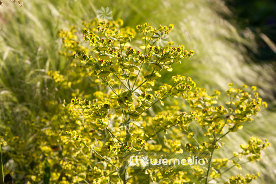 Euphorbia x martini 'Ascot Rainbow' - Martin's spurge (110549)