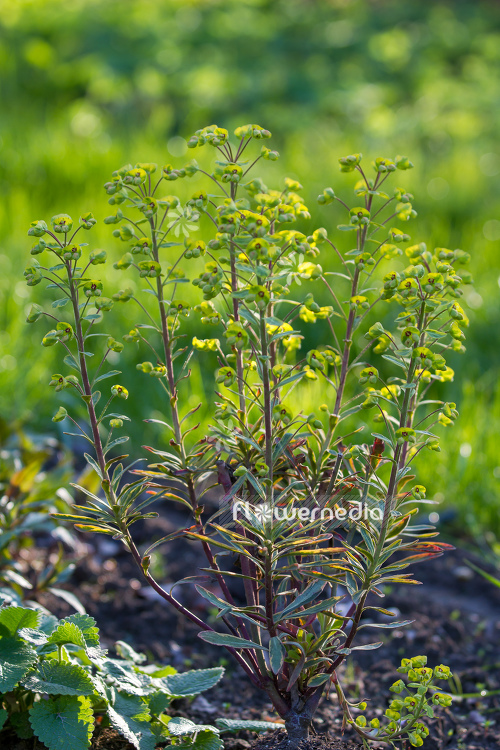 Euphorbia x martini 'Ascot Rainbow' - Martin's spurge (110550)