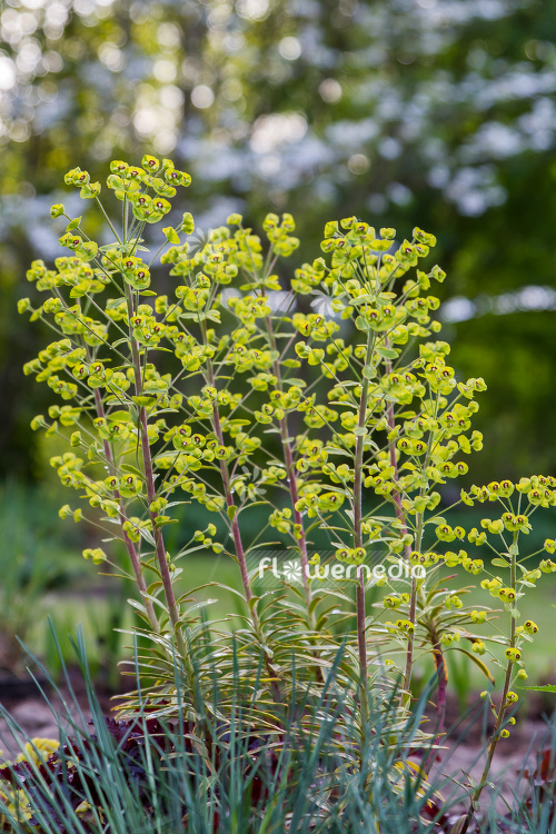 Euphorbia x martini 'Ascot Rainbow' - Martin's spurge (110551)