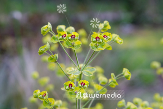 Euphorbia x martini 'Ascot Rainbow' - Martin's spurge (110552)