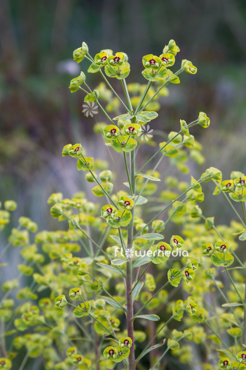 Euphorbia x martini 'Ascot Rainbow' - Martin's spurge (110553)