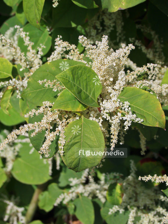 Fallopia japonica - Japanese knotweed (100912)