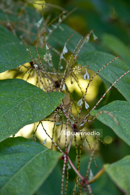 Fallopia japonica - Japanese knotweed (103367)
