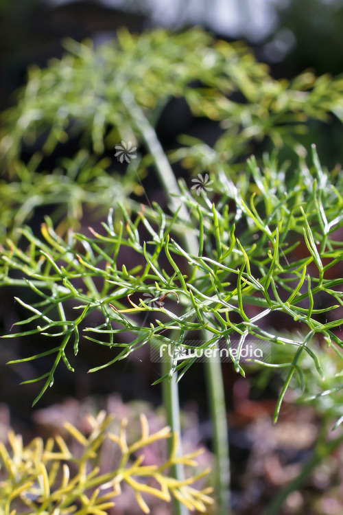 Ferula assafoetida Asafoetida (103369) flowermedia