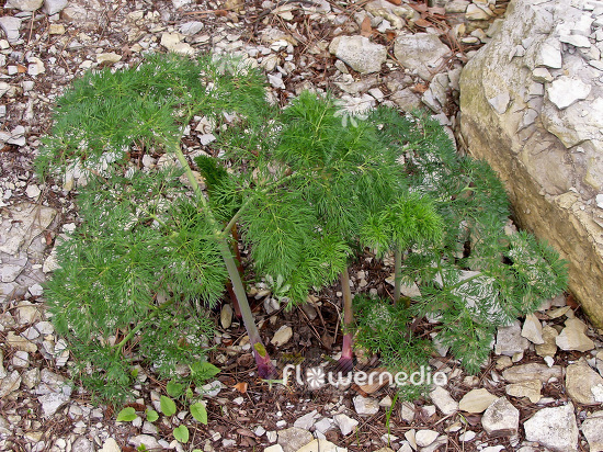 Ferula communis - Giant fennel (100916)