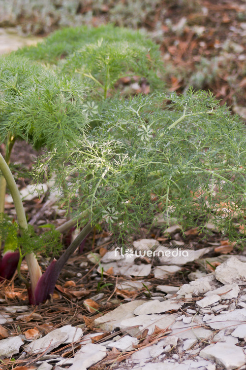 Ferula communis - Giant fennel (103370)