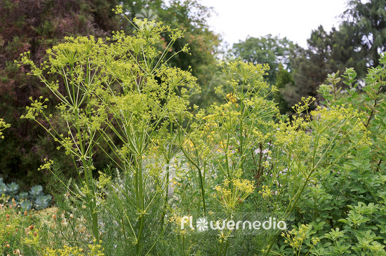 Ferulago sylvatica - Wood fennel (103438)