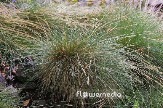 Festuca durissima - Fescue (103373)