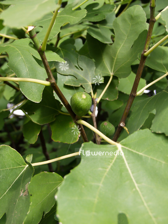 Ficus carica - Common fig (100917)
