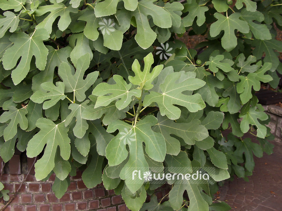 Ficus carica - Common fig (100918)