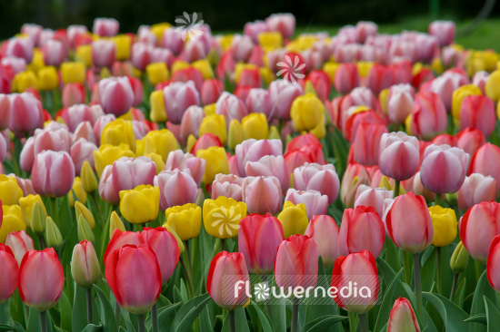 Field of tulips (106365)